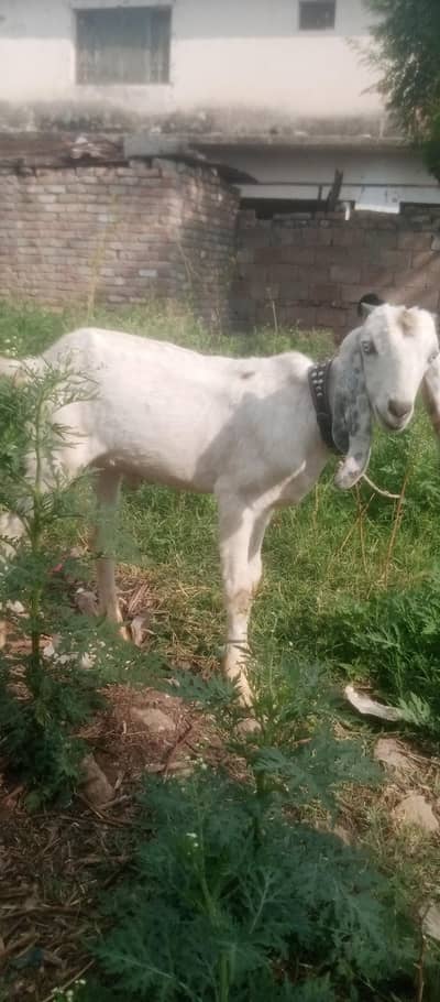 bakra