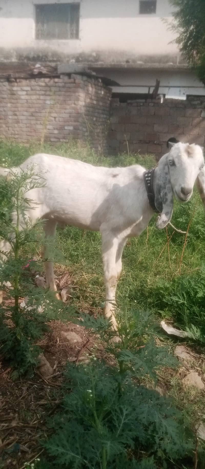 bakra 0