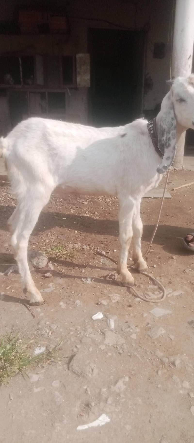 bakra 1