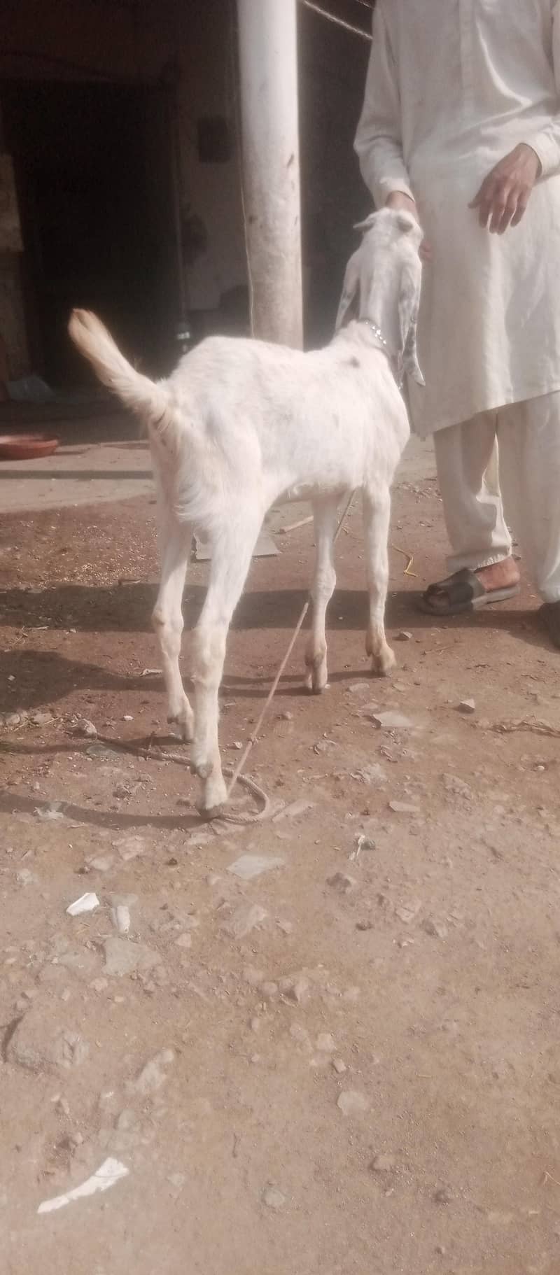 bakra 2