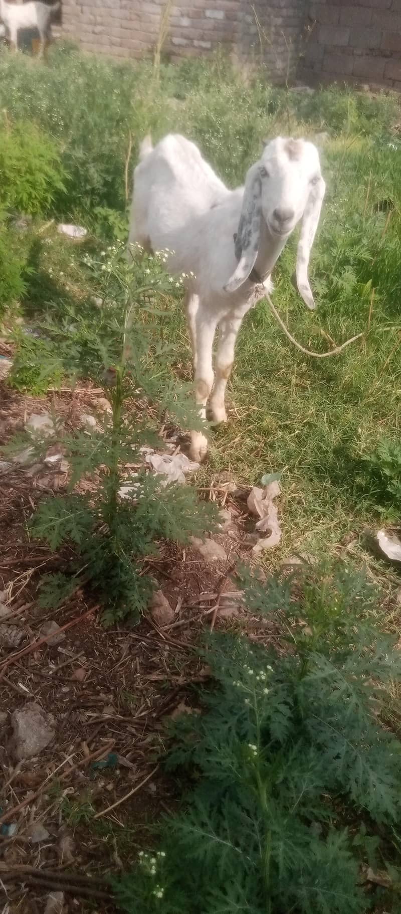 bakra 3