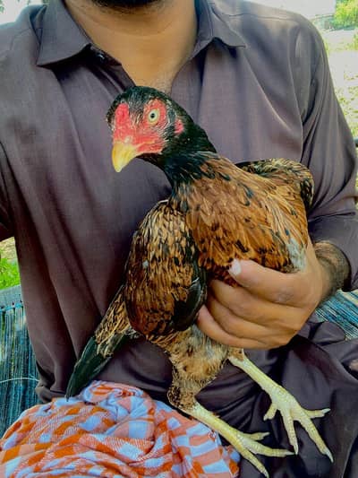 lakhi hen