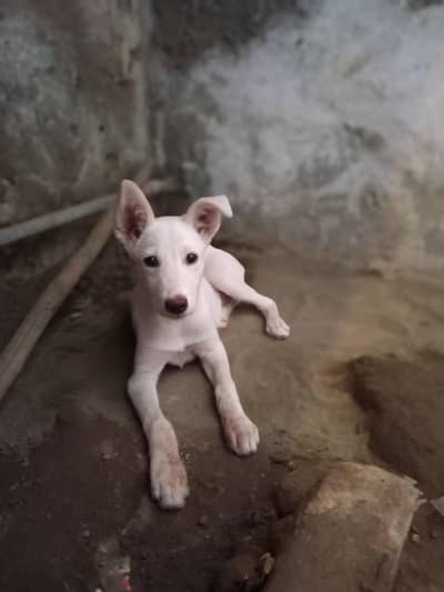 urgent sale jis Bhai ko chiye rabta kry urgent sale