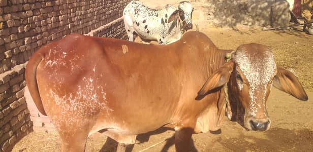 Bachray for sale