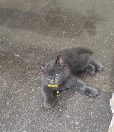 Persian cat and kitten punch face triple coated