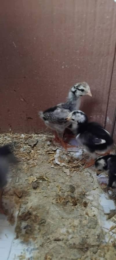 GERMAN SHAMO CHICKS FOR SALE
