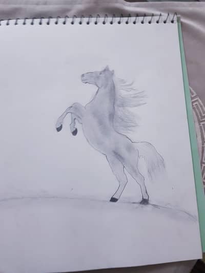 A beautiful standing horse sketch