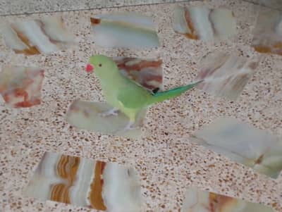 Green ringneck