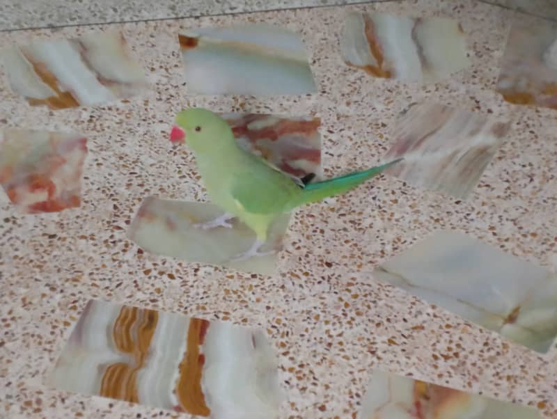 Green ringneck 0