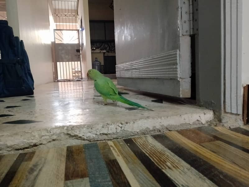 Green ringneck 1