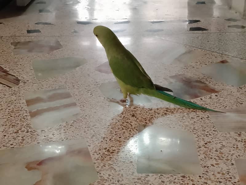 Green ringneck 2