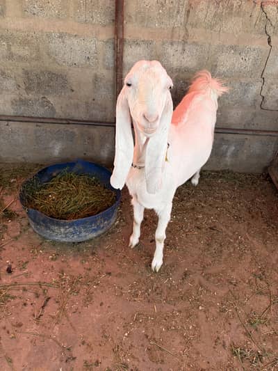 Goat Bakri Gulabi