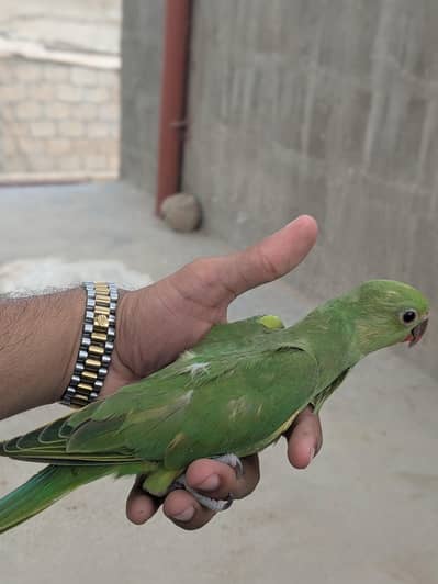 Green Ringneck Chicks (Bolny Wala tota)