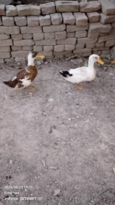dasi duck 03252811779