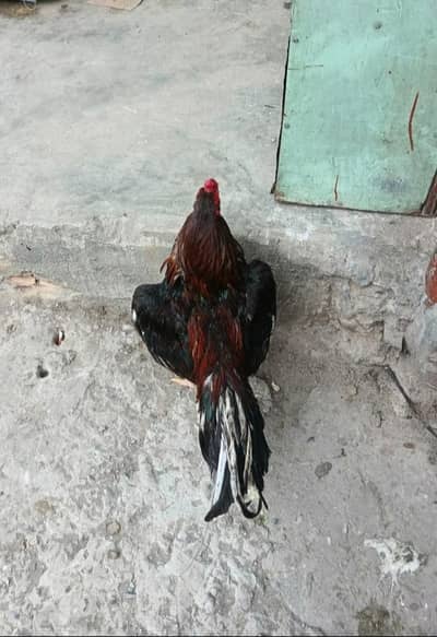 Old Blood line Amroaha