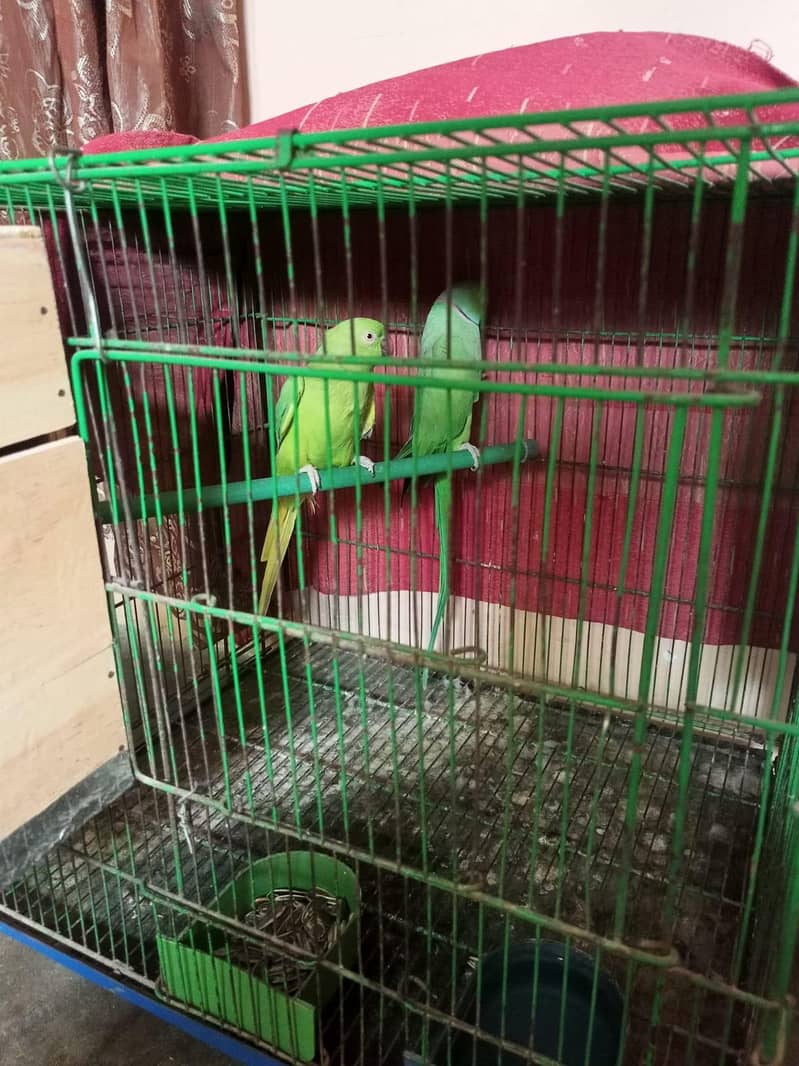 ringneck 1