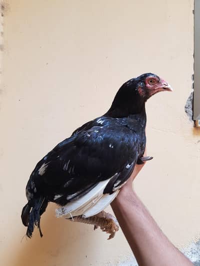 pure lassani aseel female available