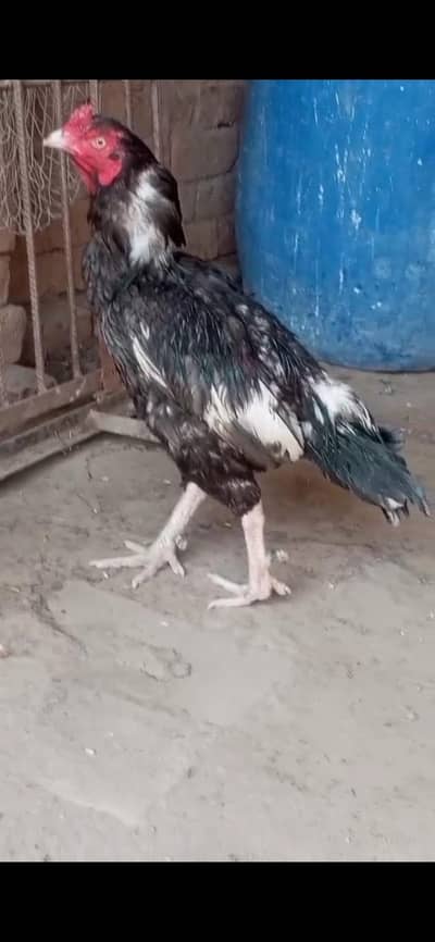 saleta lasani baredar male