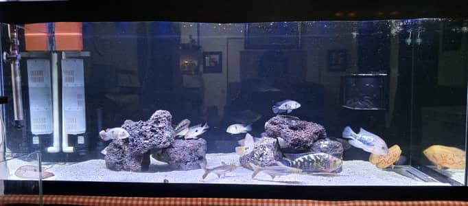 Aurium Fishes/ Cichlids/ American Cichlids and African Cichlids