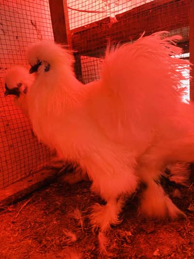 White Silky 3 Piece Available Fancy Hens Eggs