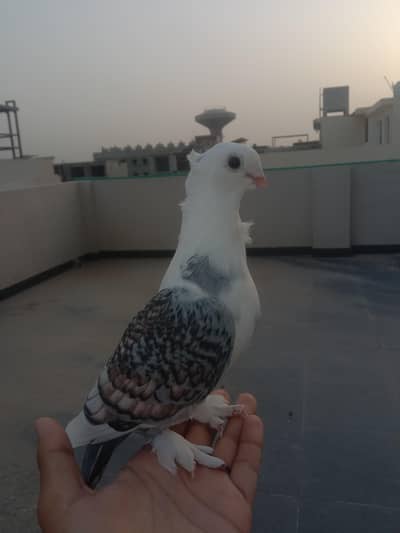fancy pigeon