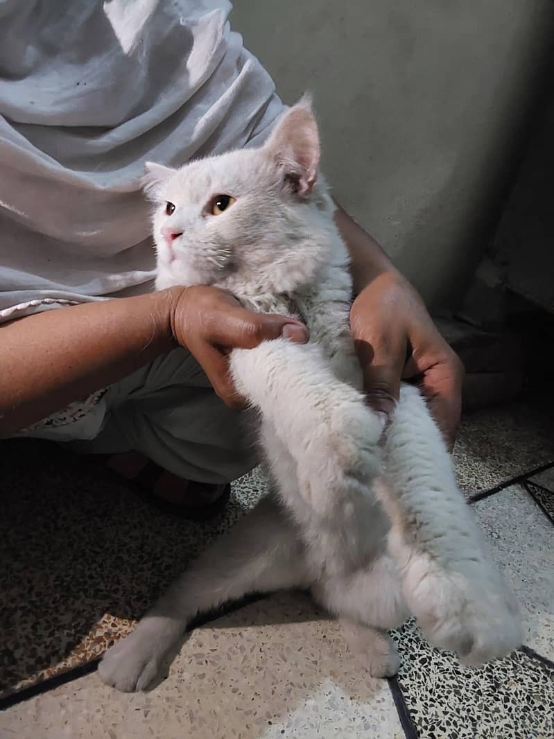 persion cat 0