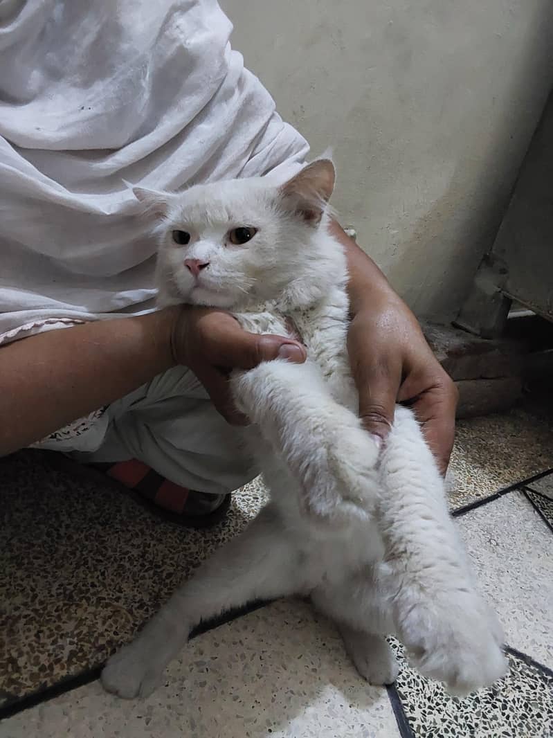 persion cat 1