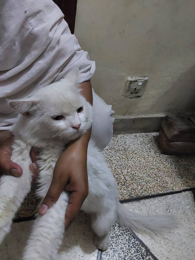 persion cat 2