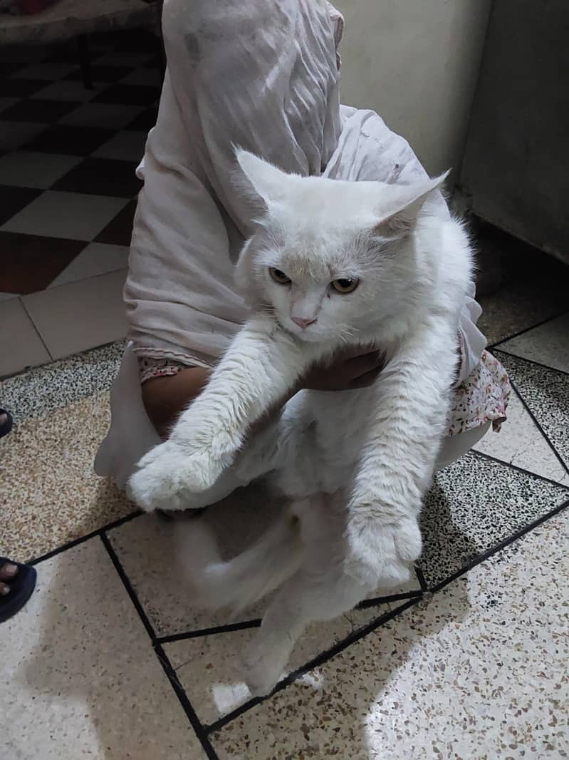 persion cat 3