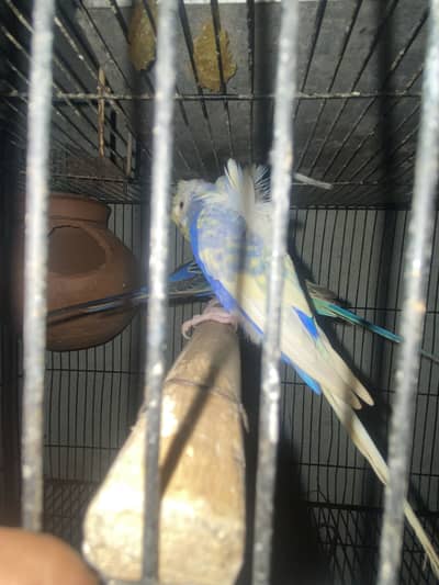 HOGOROMO BREEDER FEMALE