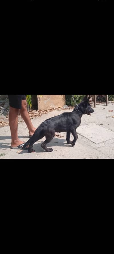 Black German shephard female puppy