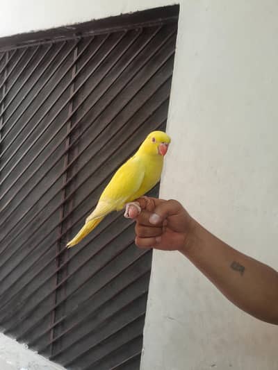 Yellow Ringneck