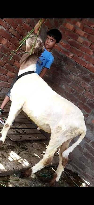 dasi chatra pure 03234438191