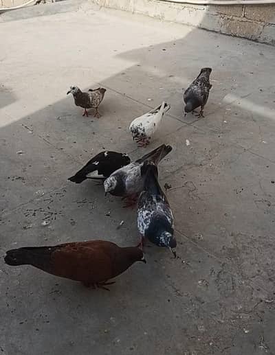 Females