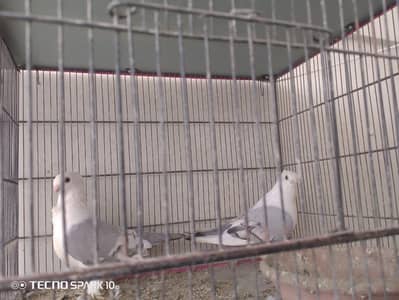 sentinent breeder pair