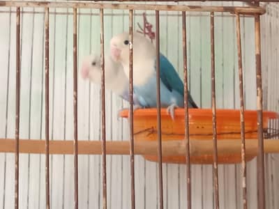 pair of lovebirds parrot