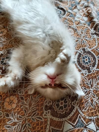 cure baby cat  doll face