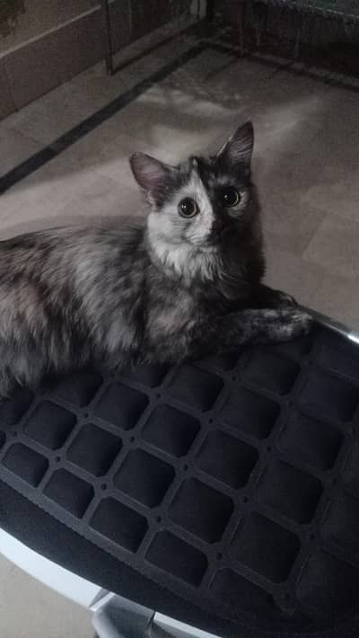 Persian cat for sale