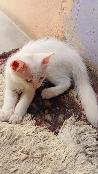 Persian Kitten