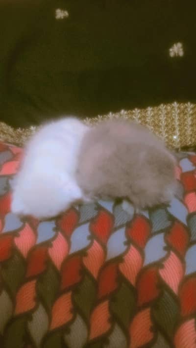 yeh baby Abhi new born huwe h Persian or Siamese ka coat h