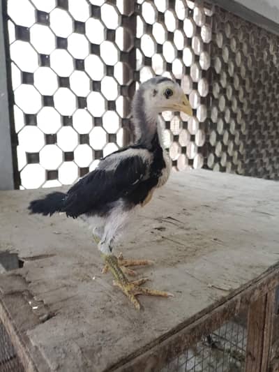 Panus Pakoye Chicks Age 1 month | Thai Aseel Burmi Shamoo Trat Pakoy