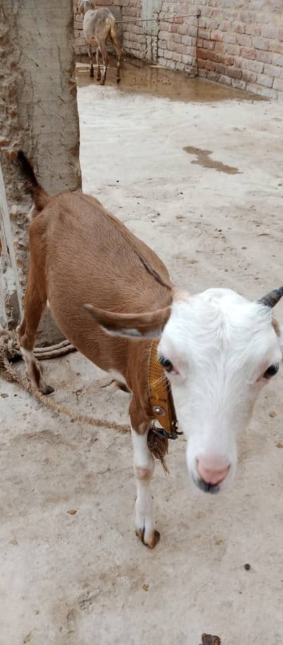 I have Ablaq Taddi Bakri for sale