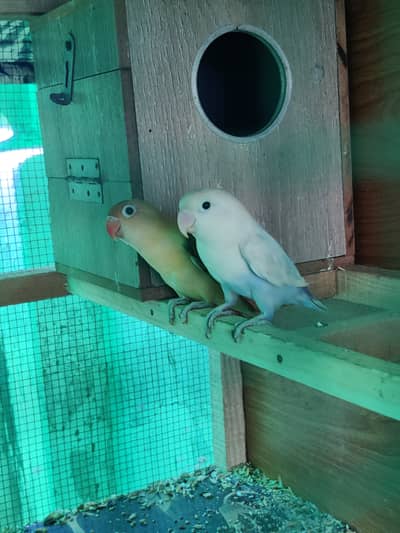 Albino blue split 03292574324