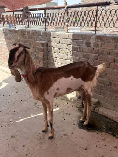 2 dafa soi hai ab dobara new ni krwai doodh de rahi