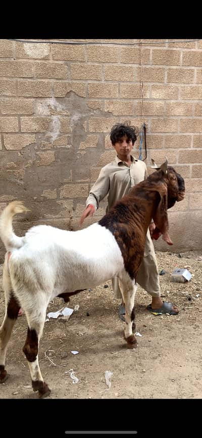 pure pateri breeder male