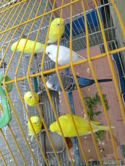 urgent sell breeding pairs