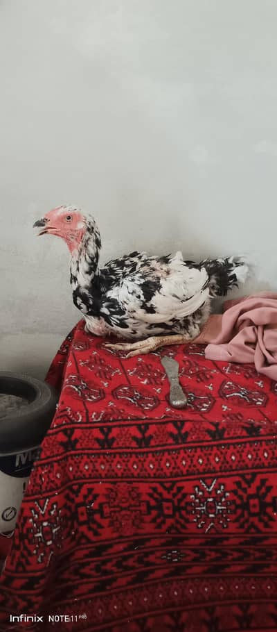 Cheeni murgi Pure aseel