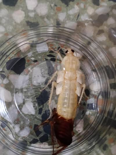 RARE WHITE COCKROACH 