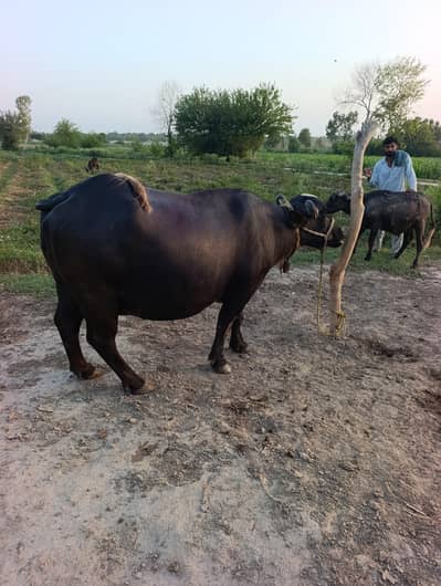 2 Buffaloes for sale 8Kg milk Near delivery in Kacha Kamar Mushani