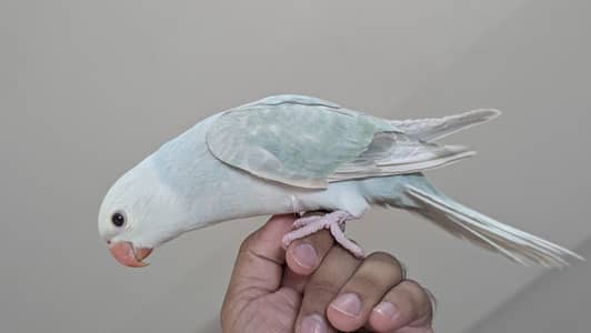 Ringneck pair tamed in rainbow colors